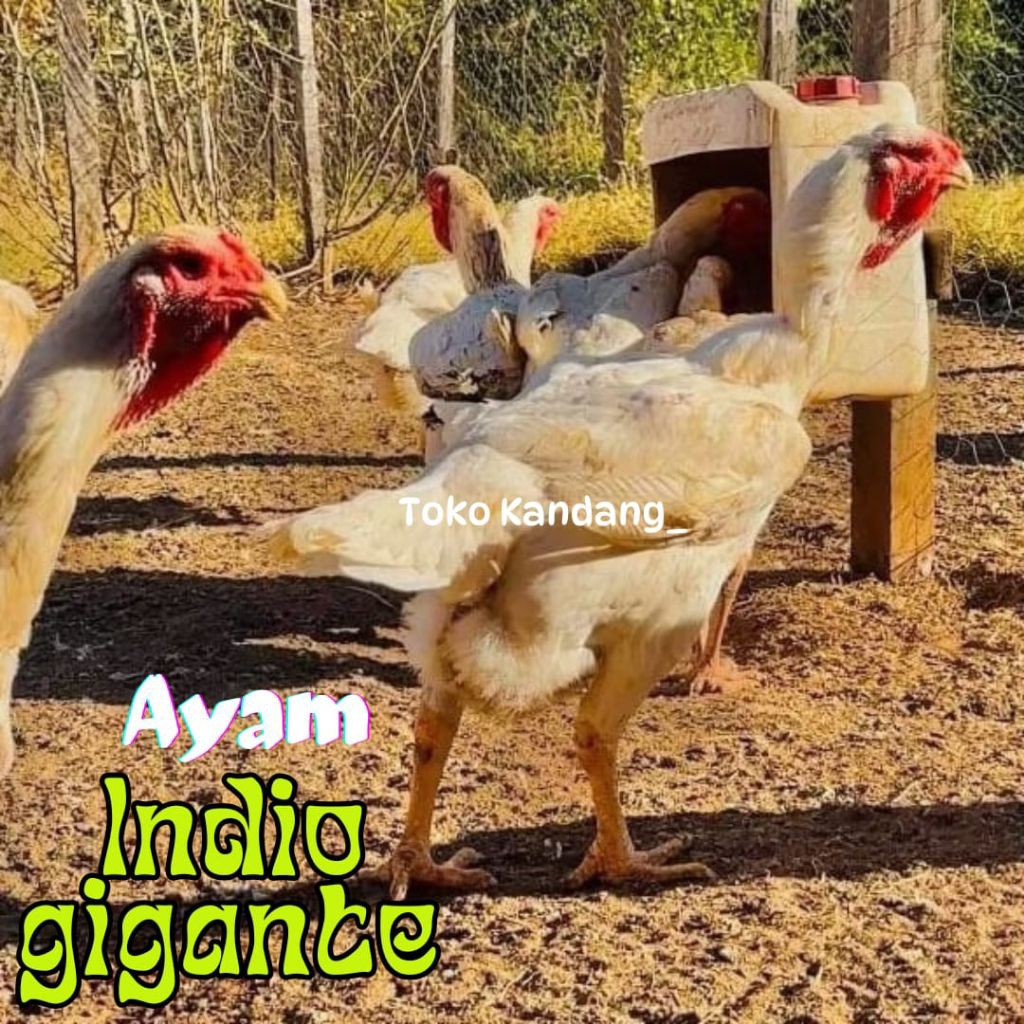 TELUR AYAM INDIO GIGANTE ORI UNTUK DITETASKAN