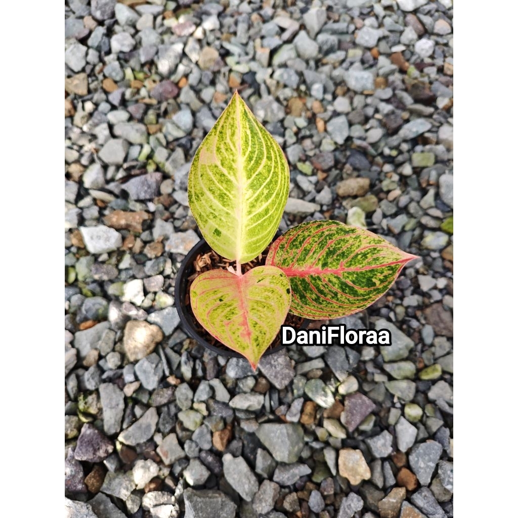 Aglonema Goliath Trah Merah Anakan