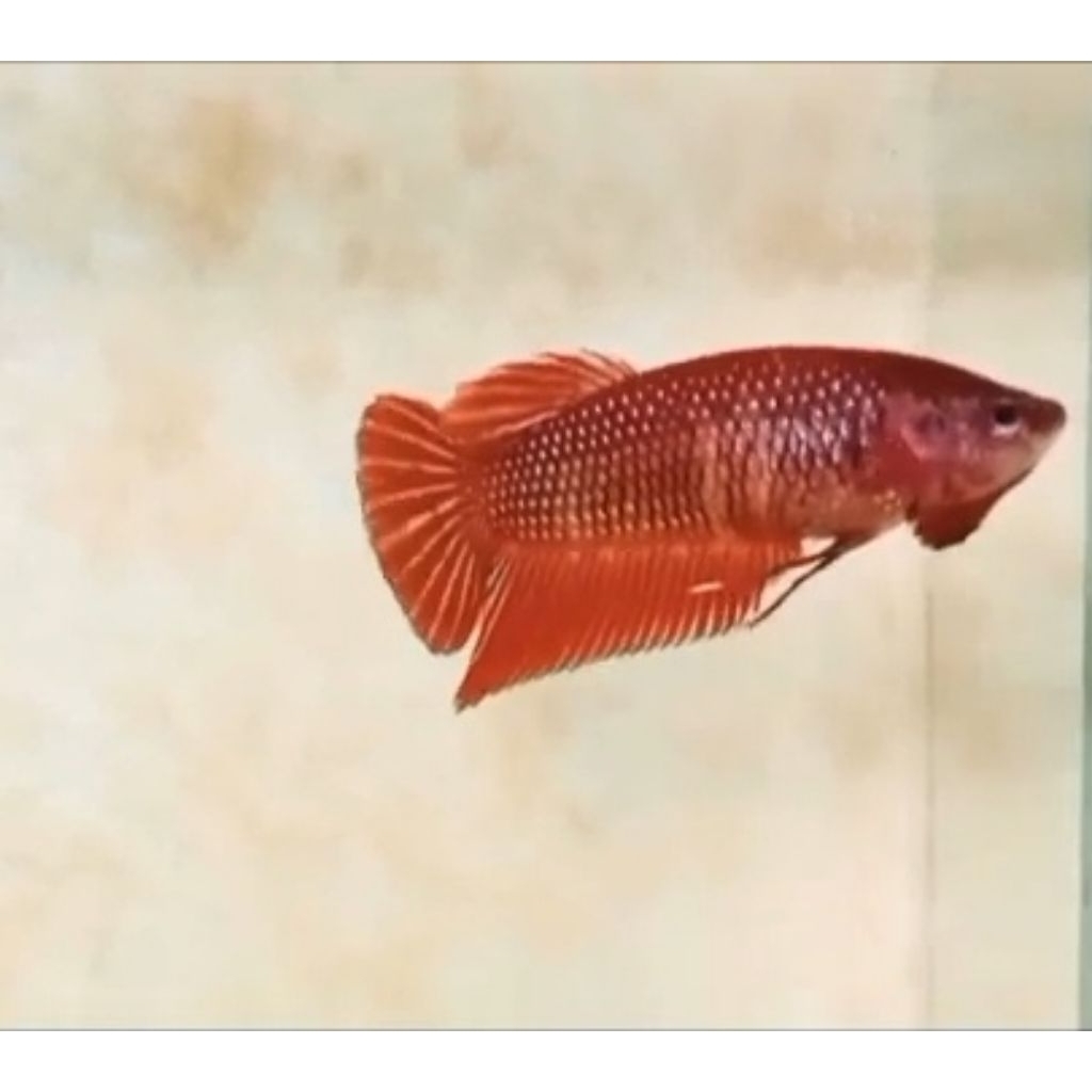 Female Wild Betta Splendens Red Size M (REAL PICT)