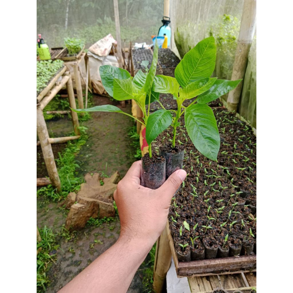 (5 POHON) BIBIT BAYAM POTONG SIAP TAMAN SUDAH BERAKAR - BIBIT BAYAM PETIK SIAP TANAM - BINIT BAYAM K
