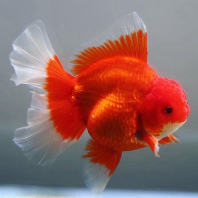 [Chan Aquatic] Ikan Hias Koki Rosetail Size M