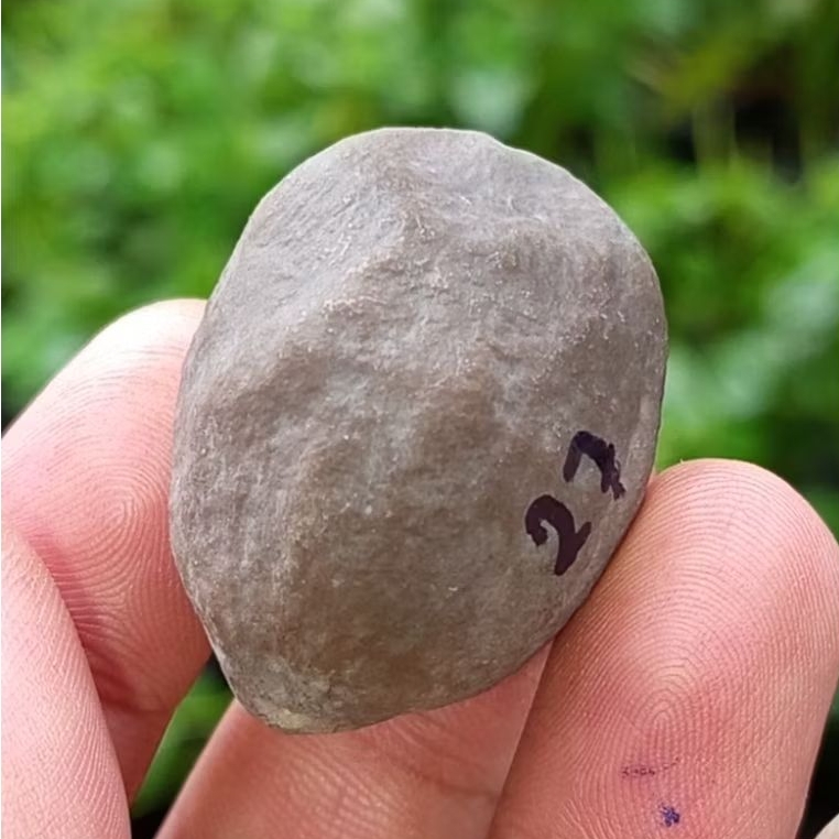 Muncang adu nyonyo x 4g kode 27.