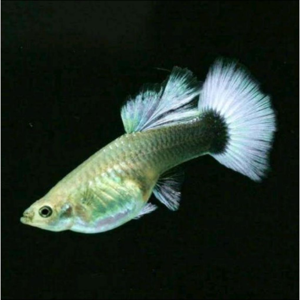 Guppy Hb white betina(guppy Hb white betina)hanya betina doang