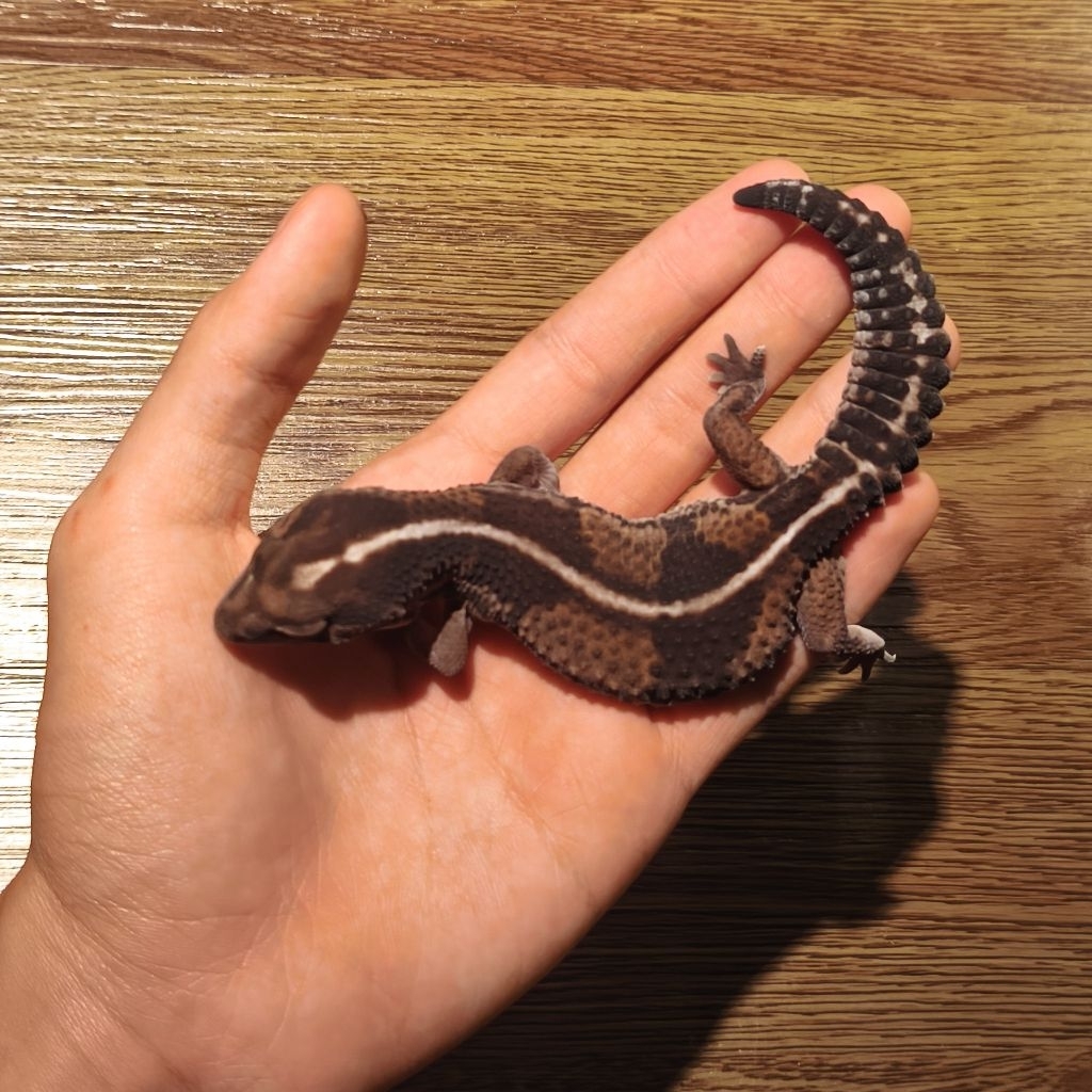 AFT gecko, (African Fat Tailed) Stripe Het Oreo Ghost PH Amel
