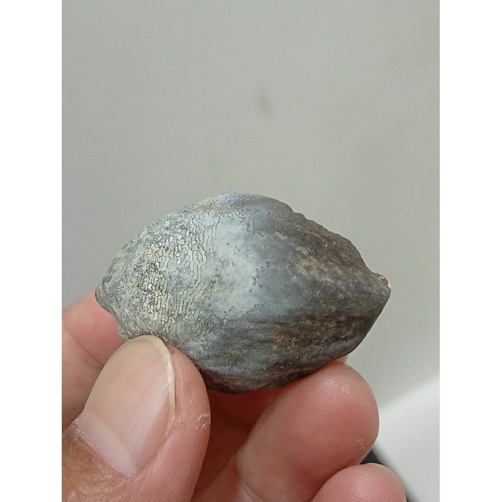 Muncang Adu JAYANTI ANAK PAIT SUPER QUALITY 100%