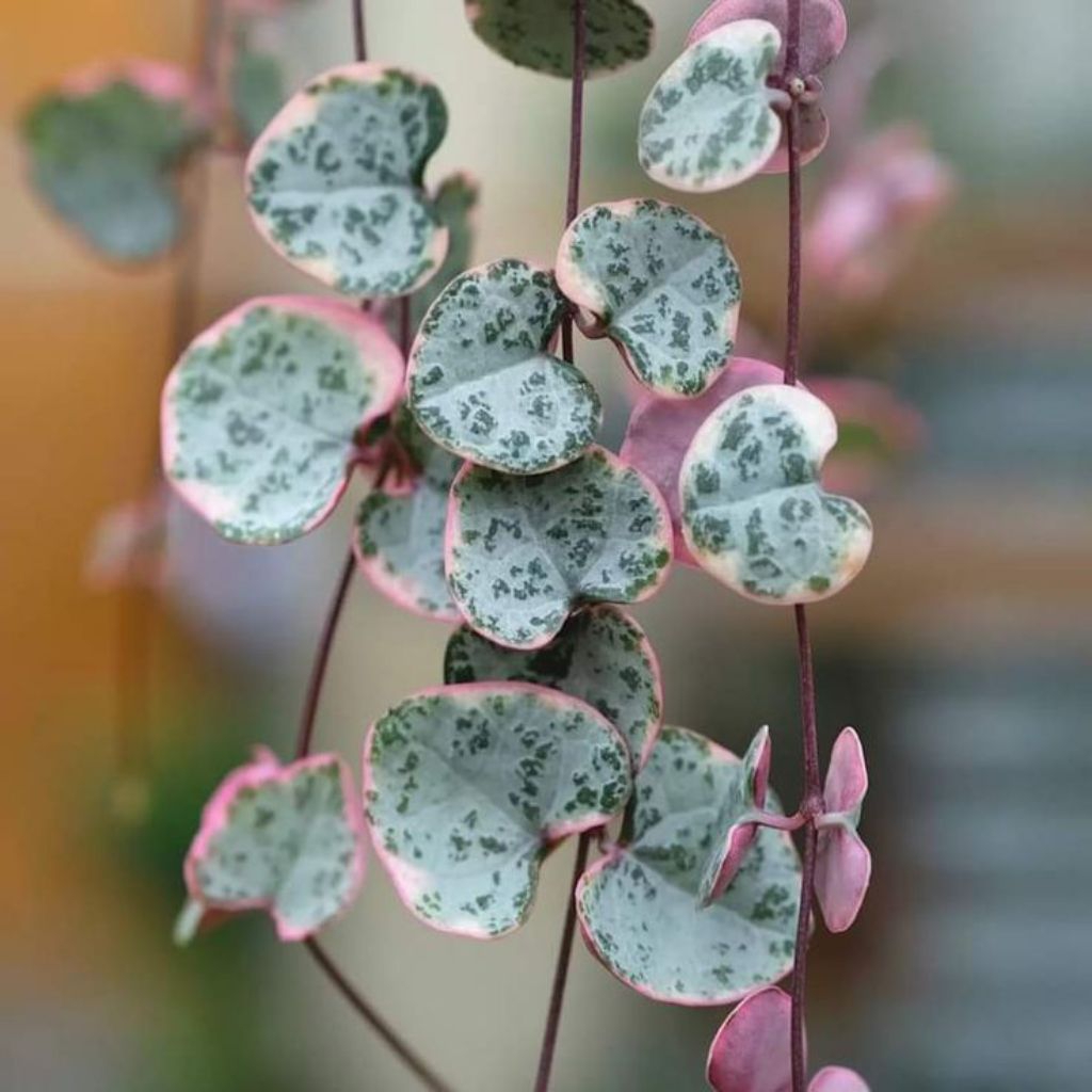 Bibit Tanaman Hias Ceropegia Woodii Variegated