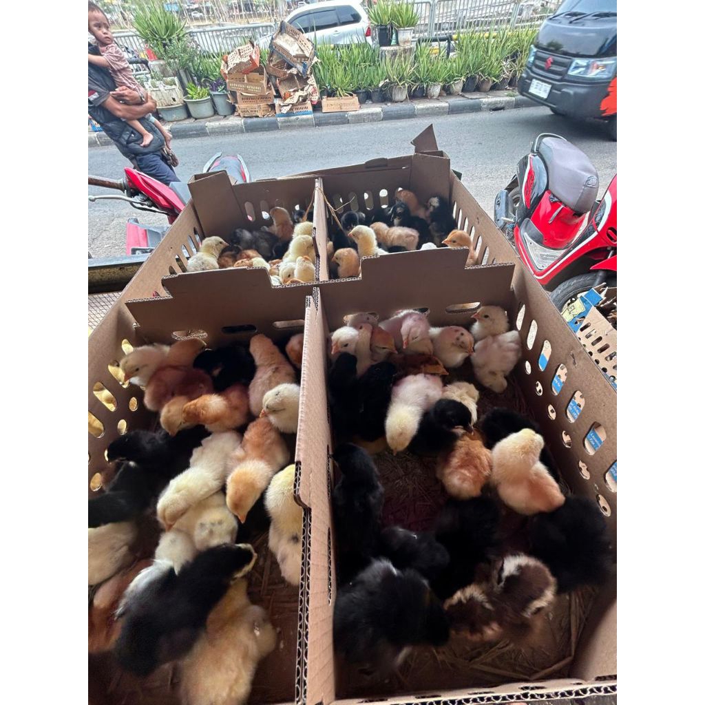 DOC JOPER SUPER vaksin