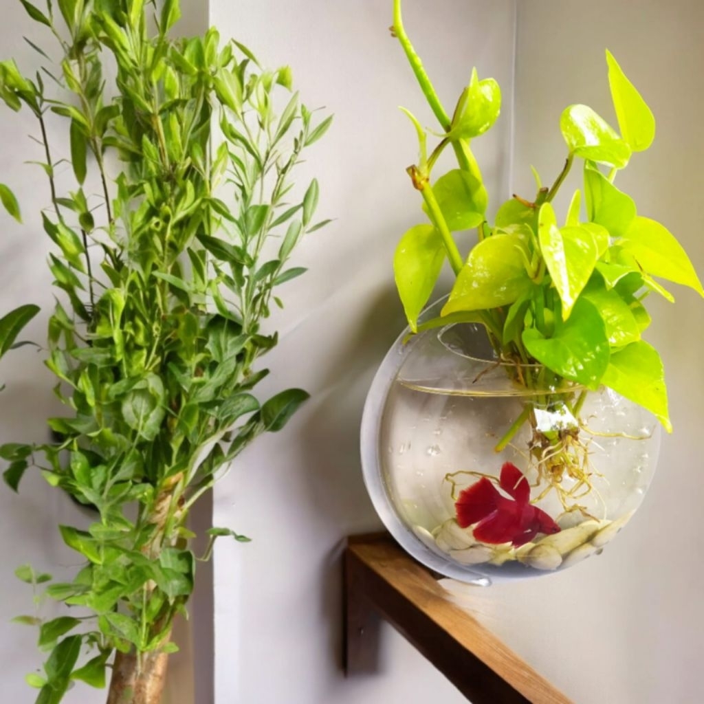 Paket lengkap Aquarium tempel dinding dengan hiasan tanaman sirih full set batu pasir hitam siap pas