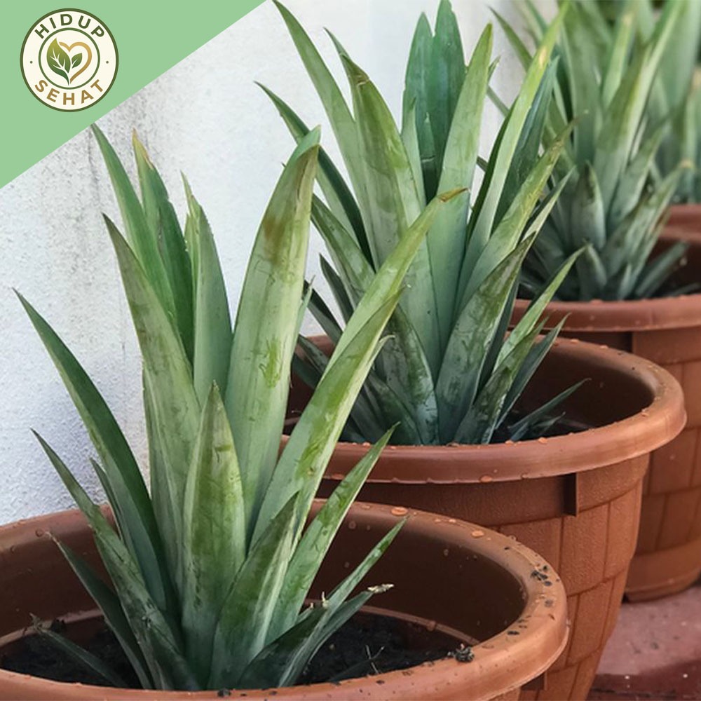 Bibit Nanas Madu Jumbo Super Siap Tanam