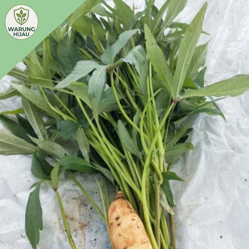 paket 25 Bibit Ubi Cilembu / Bibit Stek Ubi Cilembu