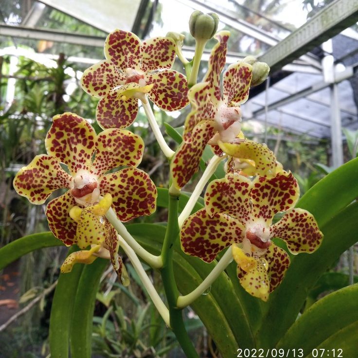 Tanaman hias bunga anggrek - anggrek - tanaman hias - anggrek sedling