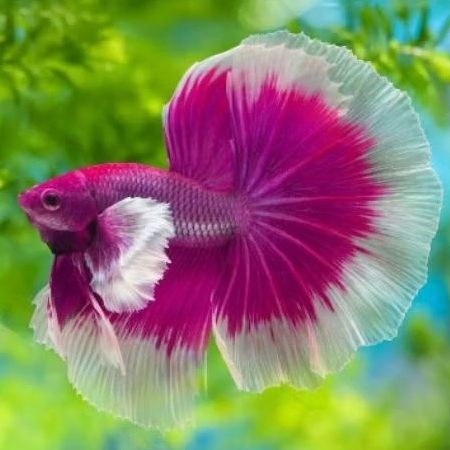 Ikan Cupang Dumbo Ear Multicolor - Warna Cerah, Bentuk Unik, Mutasi Wajah