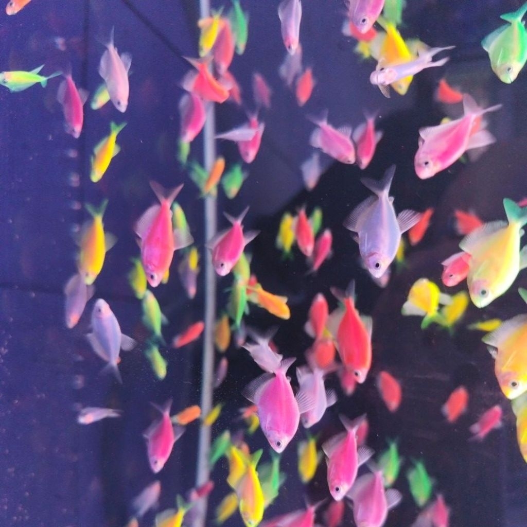 Glowfish ikan warna warni