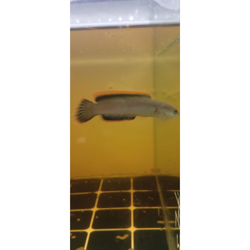 chana Limbata wc lawu