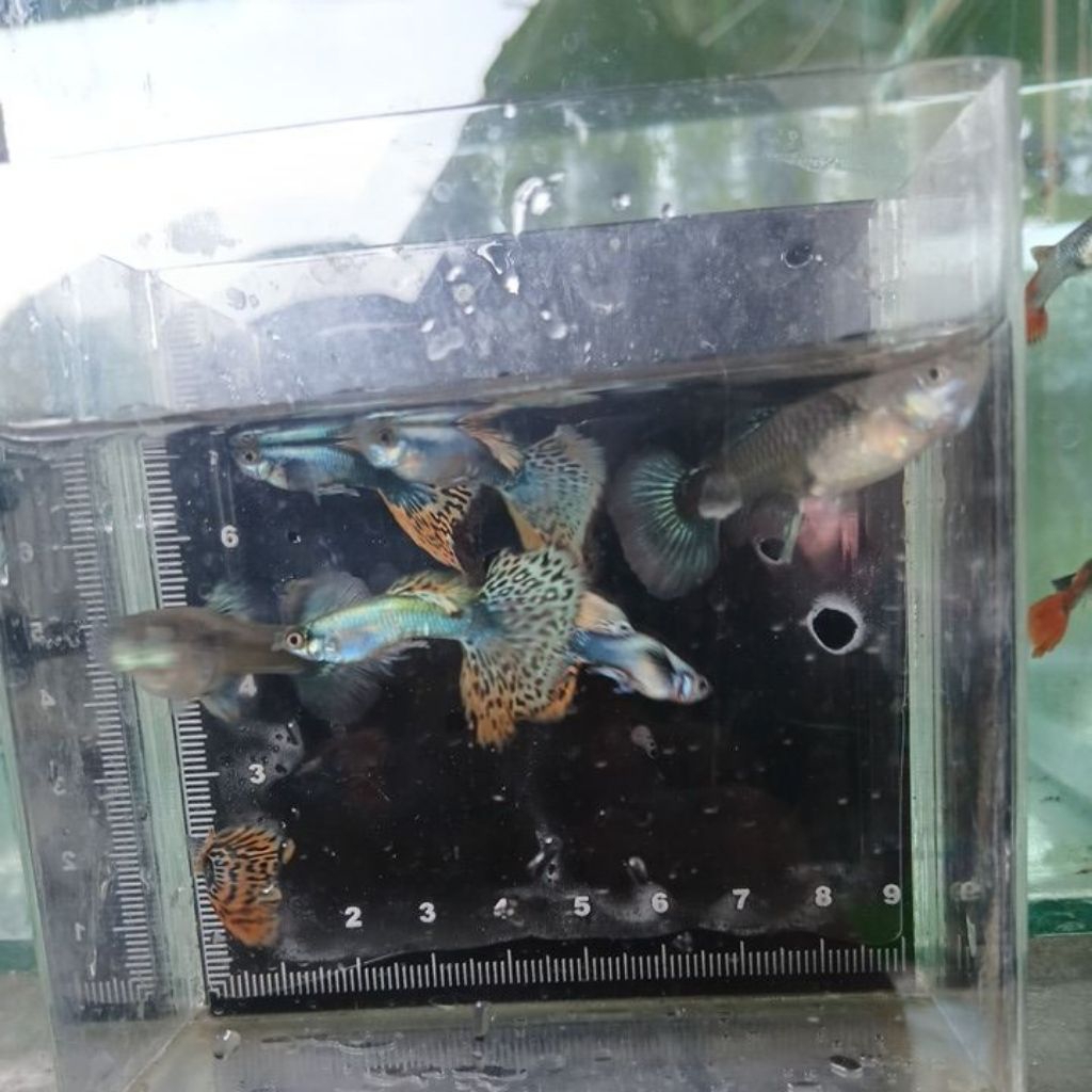 COD Hiasan Aquarium Guppy Prembe Platinum Red Mozaik