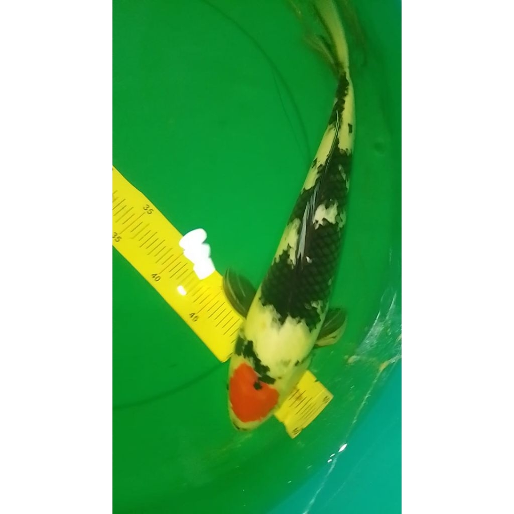 Ikan koi jenis Tancho Showa 41cm male