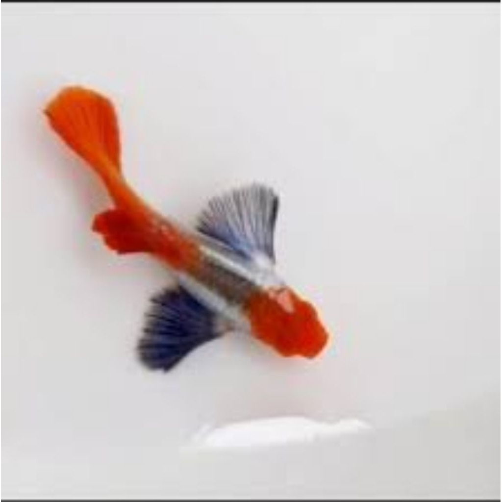 Ikan Hias Guppy PRT KOI (tuxedo koi) / BERGARANSI 