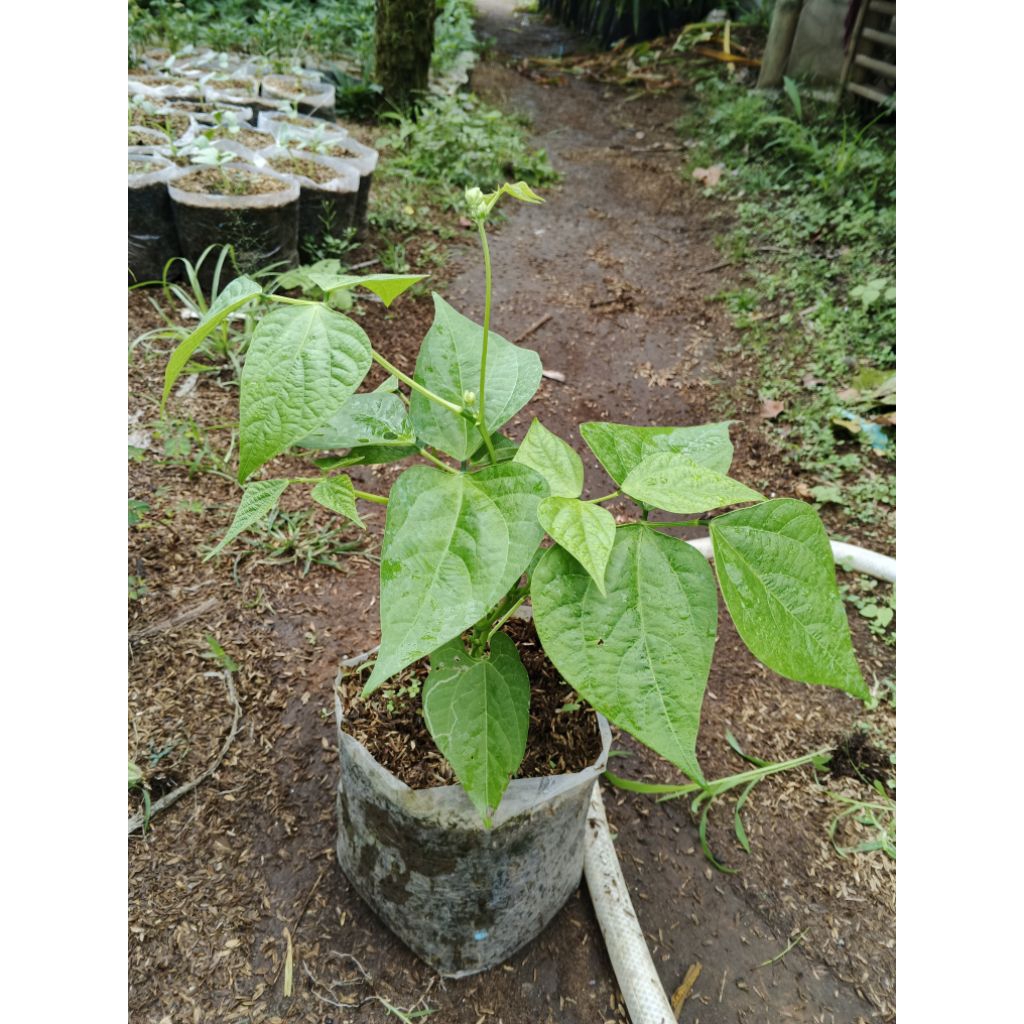 Tanaman Buncis Tegak Perdu Kenya