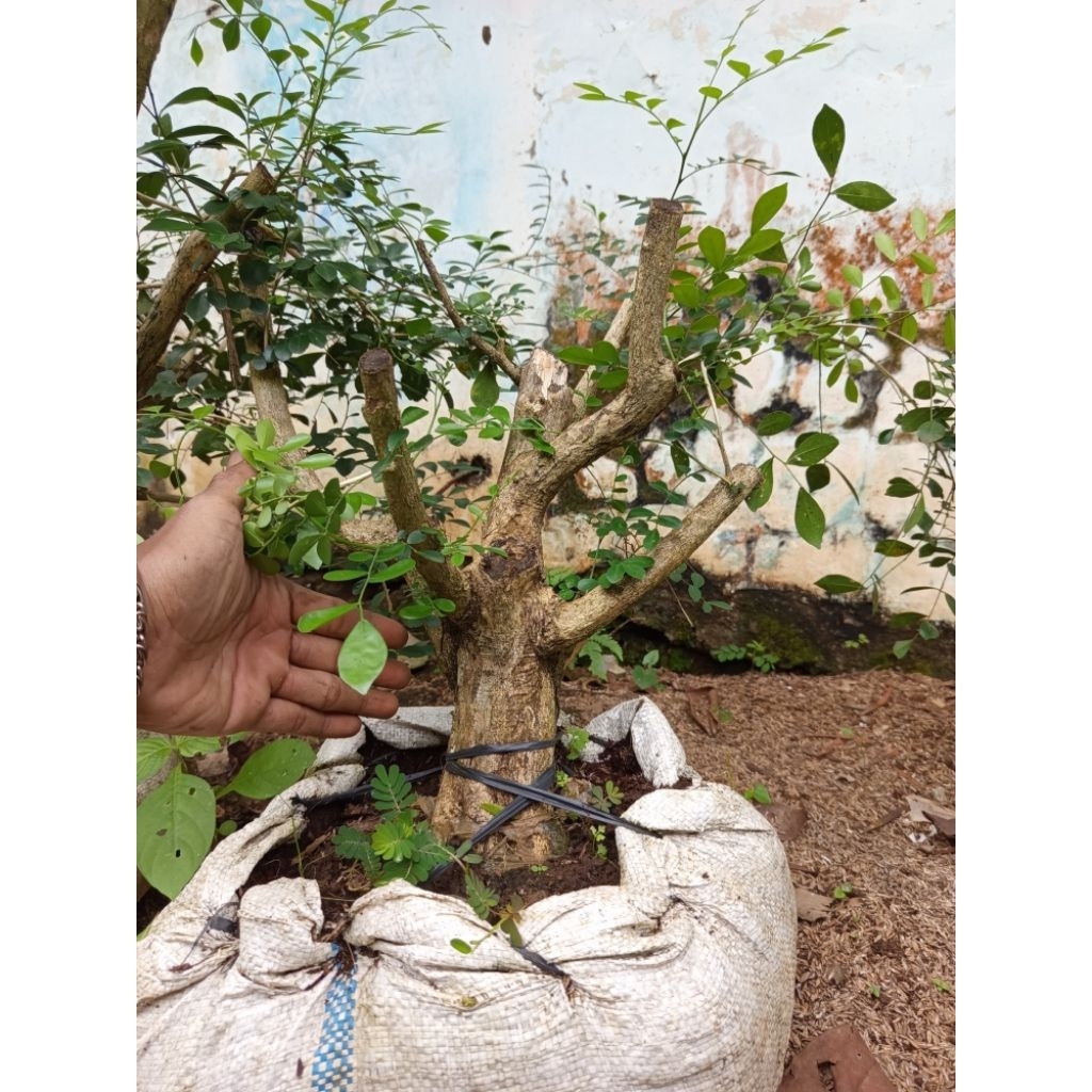 Bonsai kemuning jepang besar sesuai foto sudah hidup