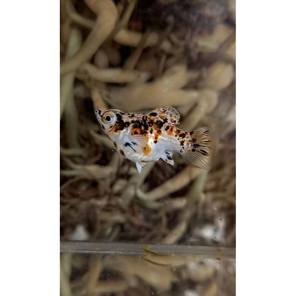 MOLLY BALON TRICOLOR REMAJA GEN THAILAND