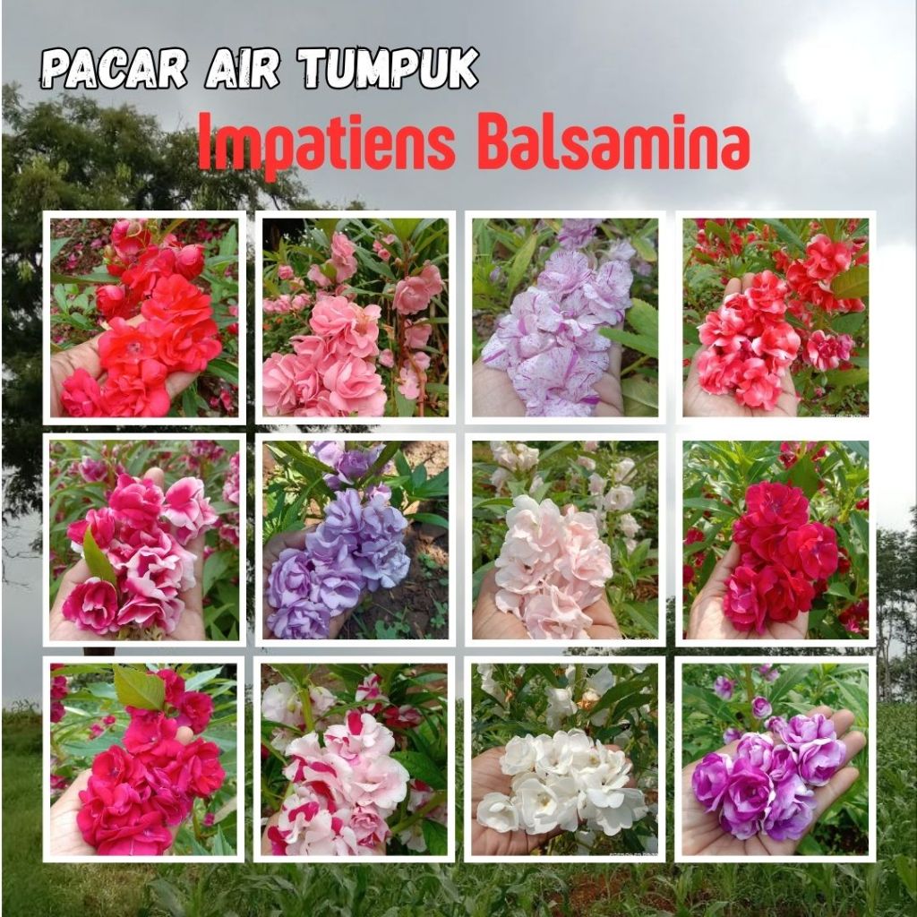 50 Benih Bunga Pacar Air Tumpuk Impatiens balsamina berbagai warna