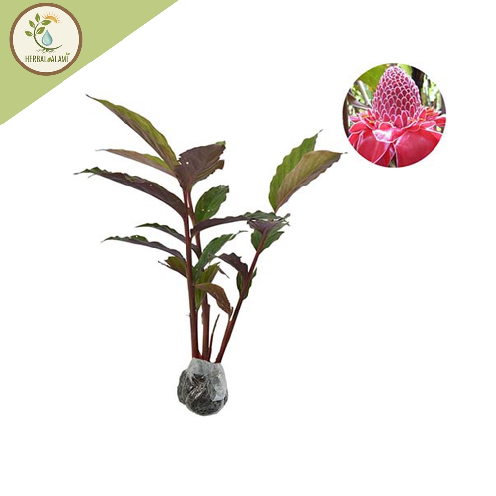 Bibit Tanaman Kecombrang Merah Segar Sehat