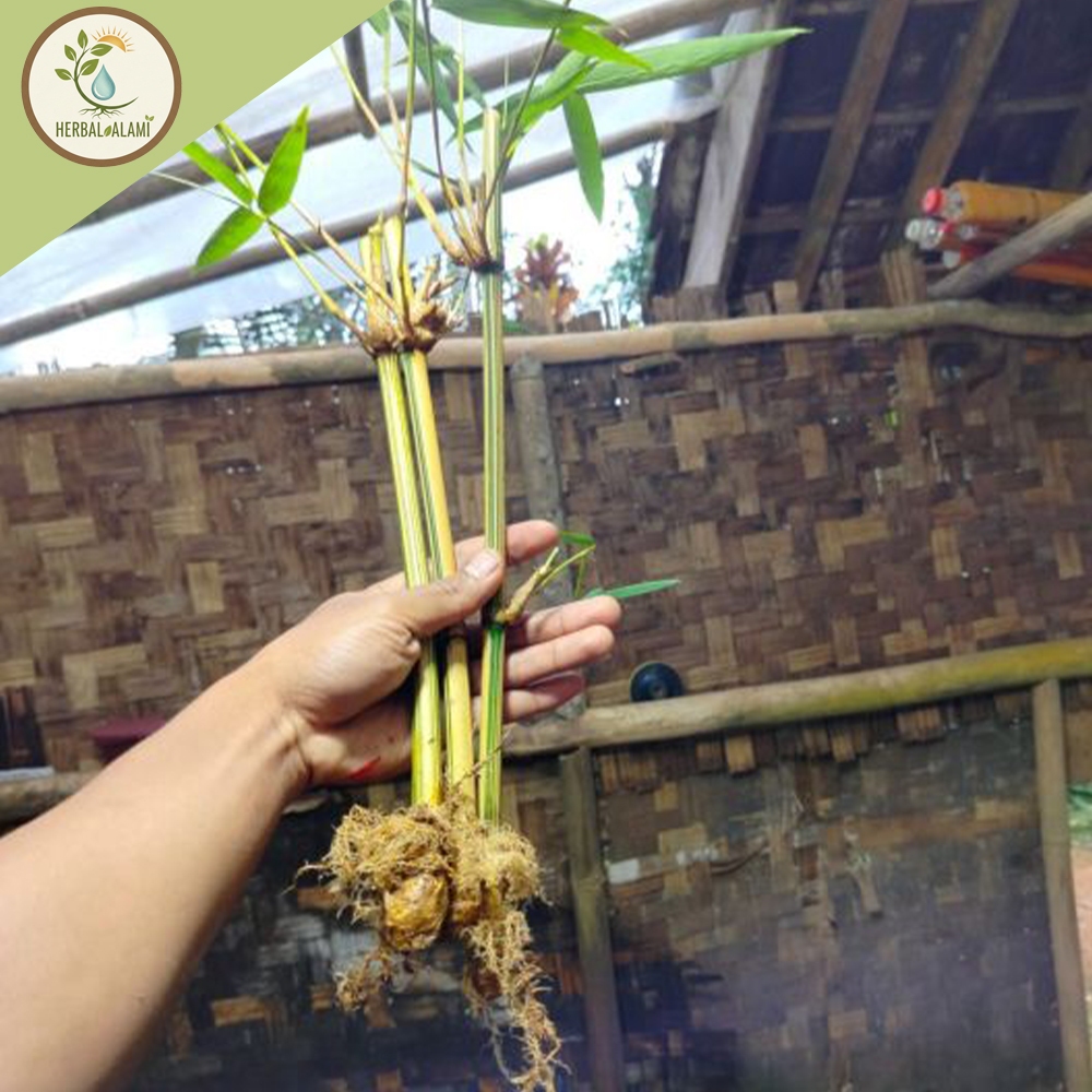 Bibit bambu kuning tanaman hias/bibit bambu kuning tanaman hias mini