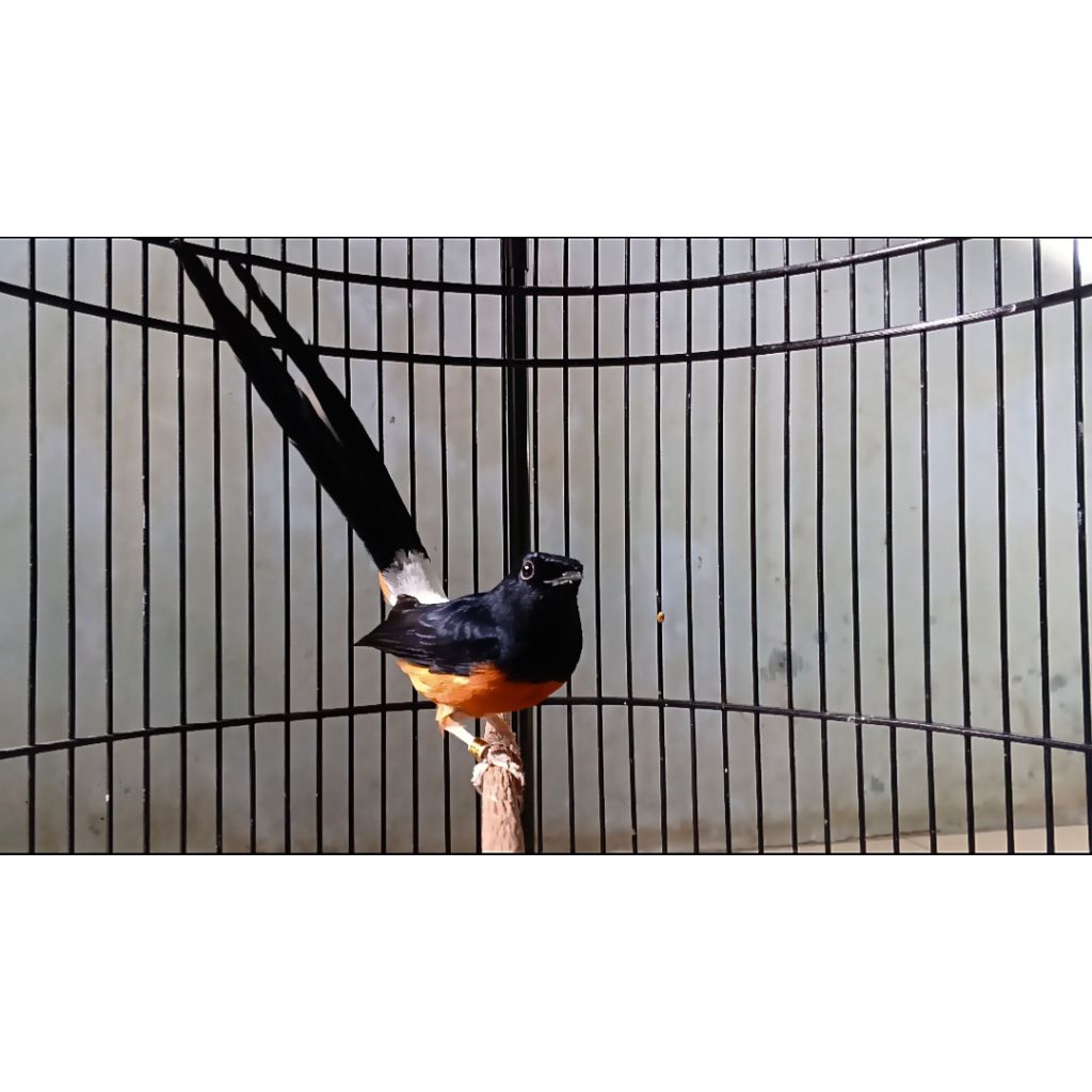 murai batu dewasa murai batu medan non gembung gacor