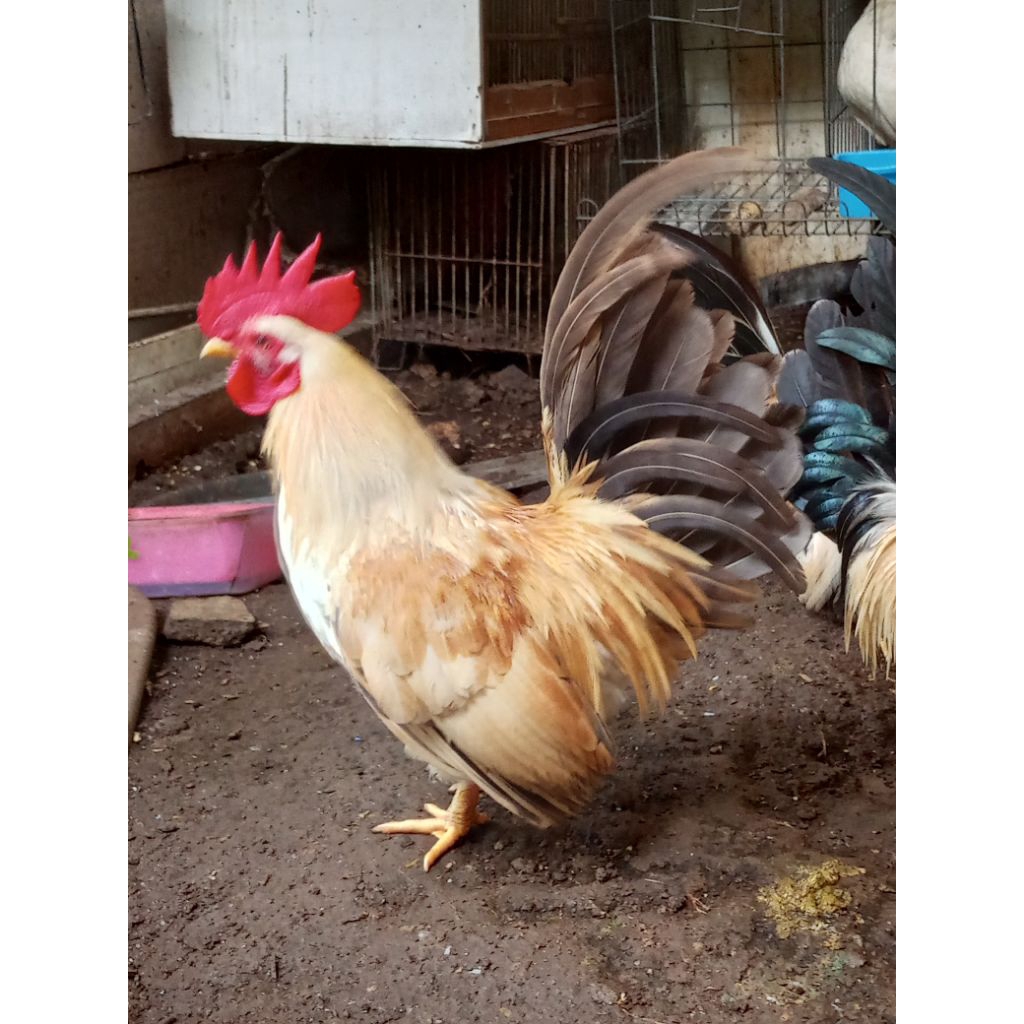 Ayam kate jantan dewasa