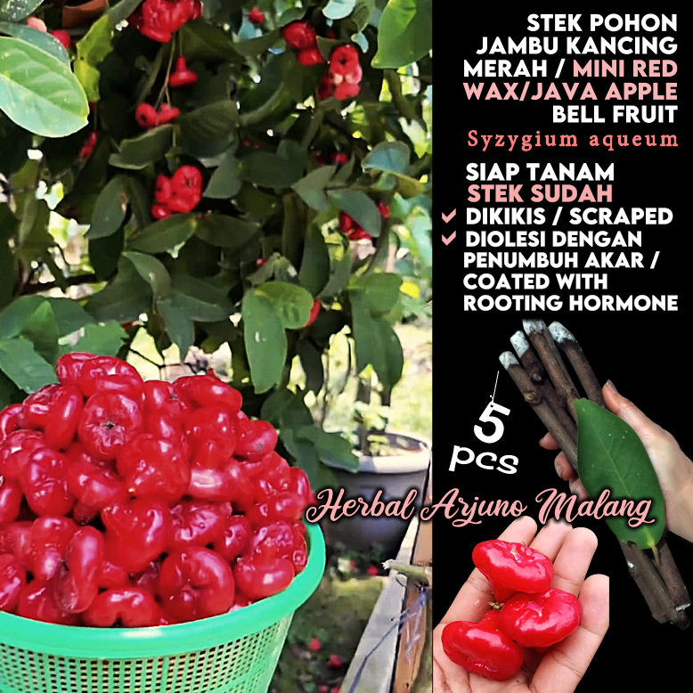 Jambu Air Kancing Mini Merah 5pcs Stek Batang Tanaman Pohon Buah  Tanpa Biji Kecil Benik Varitas Ung