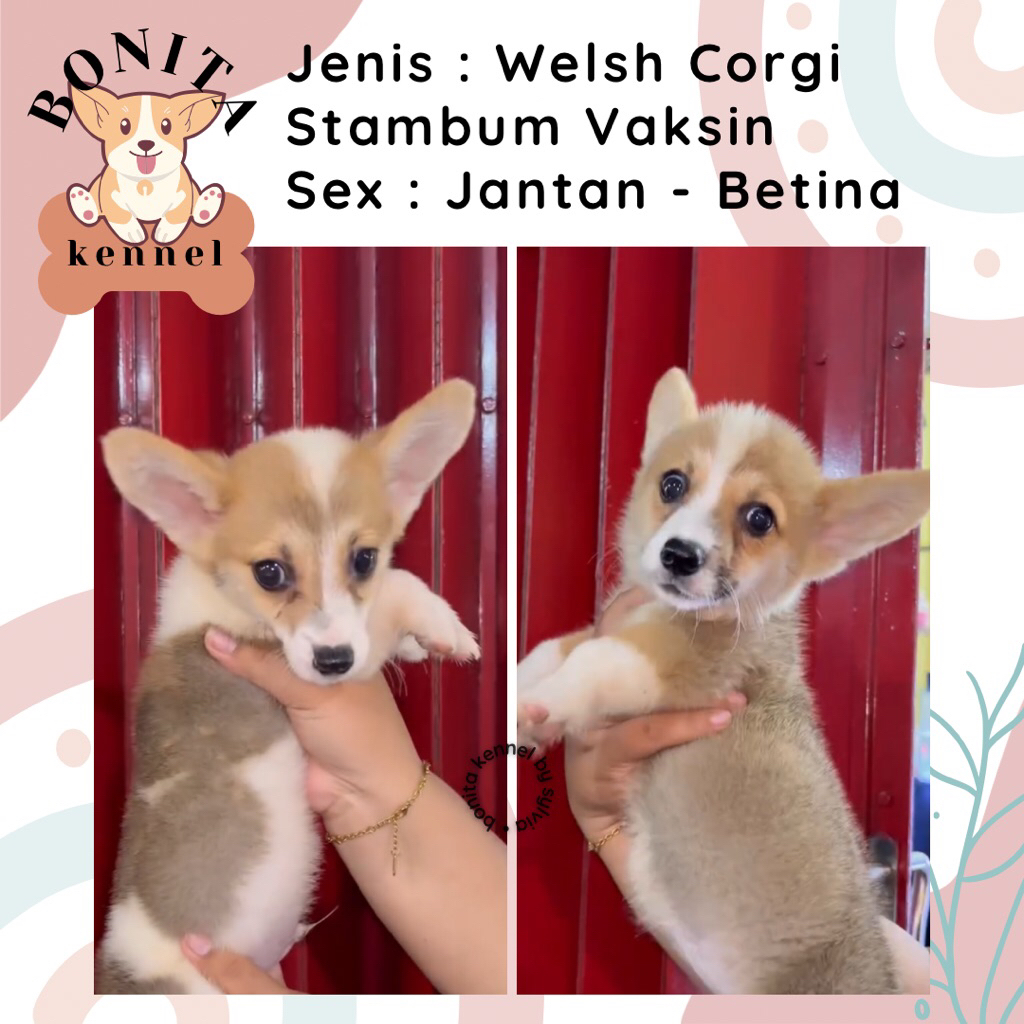 Welsh Corgi Long Hair Stambum Anak Anjing Corgi Sable Tricolor Jantan Betina