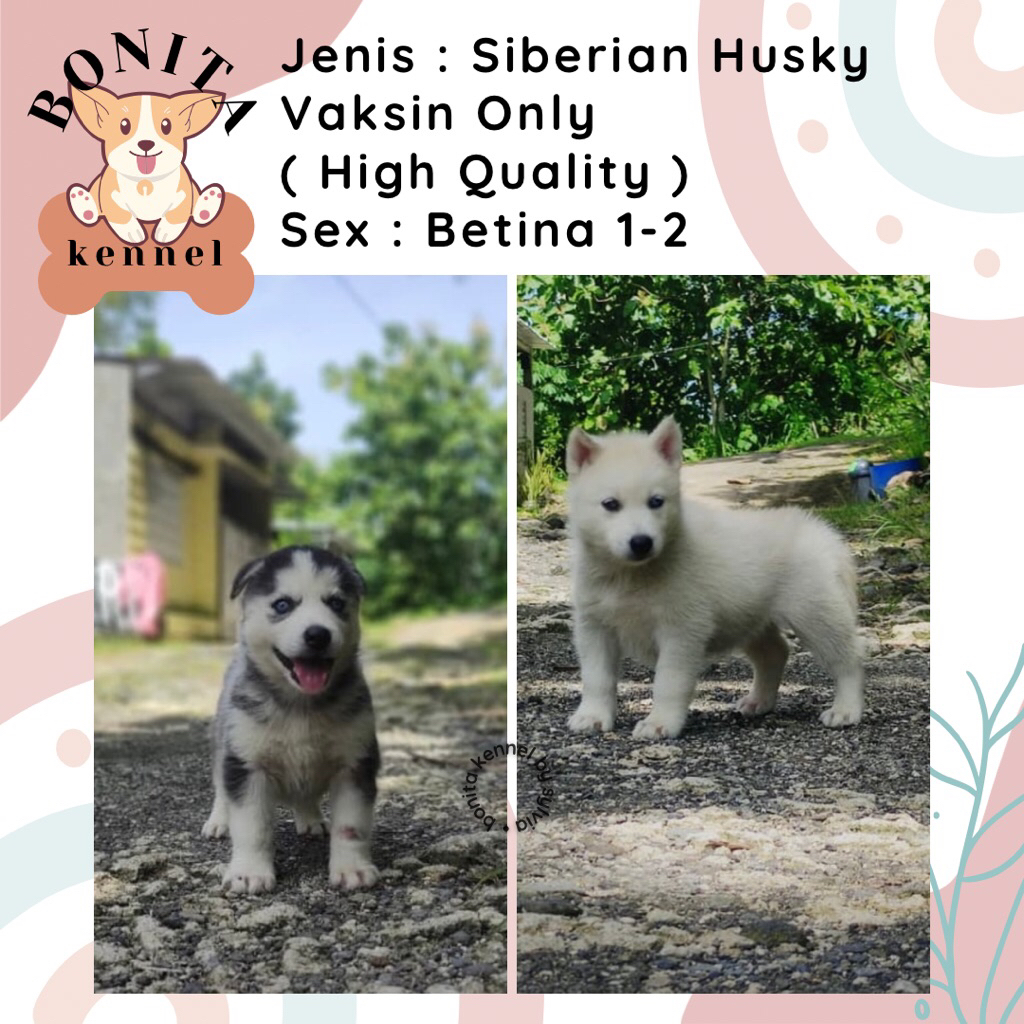 Siberian Husky Non Stambum Anak Anjing Husky Jantan Betina Siberian Husky