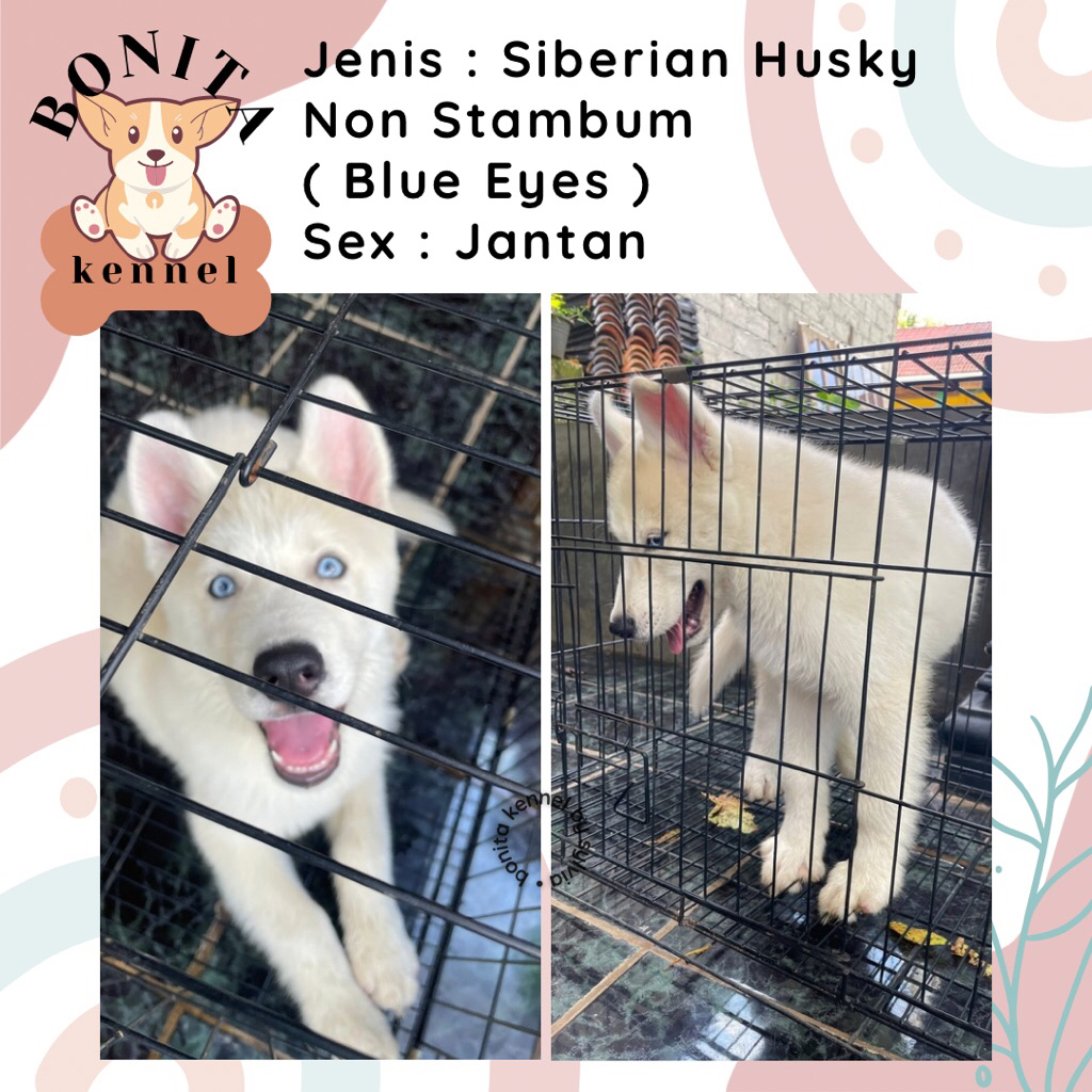Siberian Husky Non Stambum Anak Anjing Husky Red Cooper Jantan Betina