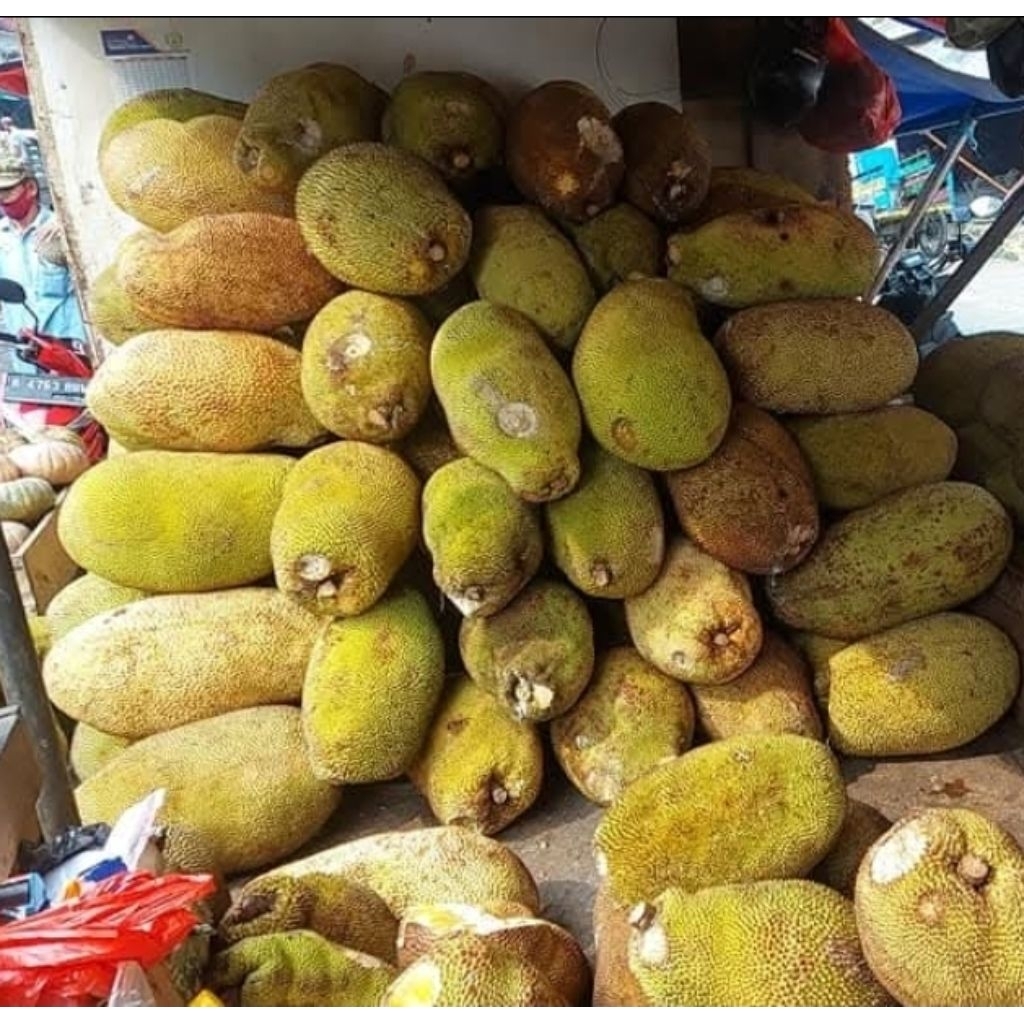 Buah Nangka Madu utuh Nangka Tua Kulitan Nangka Tua Fresh Manis