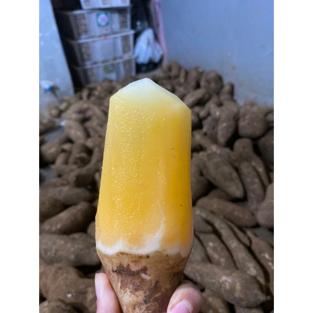 Fresh Ubi Yakon Manis Segar dari Wonosobo
