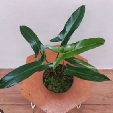 Philodendron Mexicanum - Pillo Mexicanum