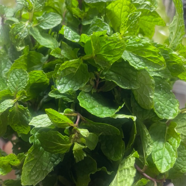 Daun Mint Fresh kemasan Pack