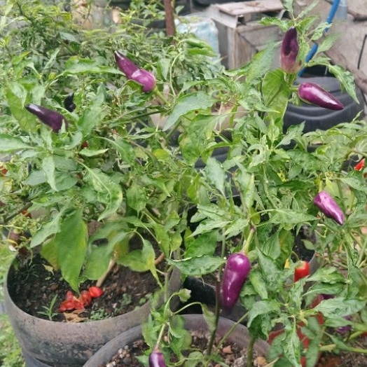 BIJI BENIH CABE UNGU