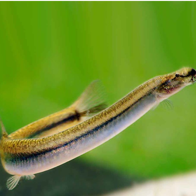 Silver Kuhli Loach Algae Eater / Ikan Hias Aquascape