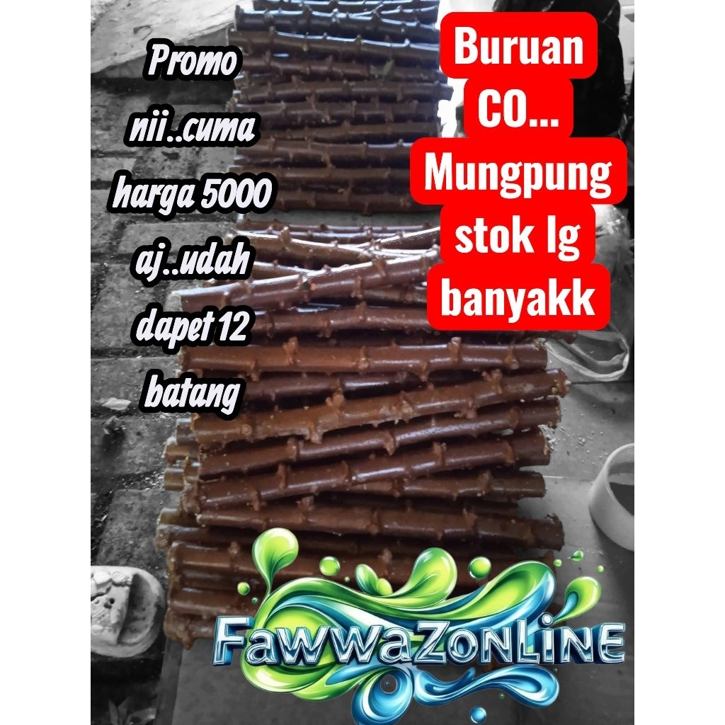 bibit singkong mentega super 12 batang dan panjang 25 cm