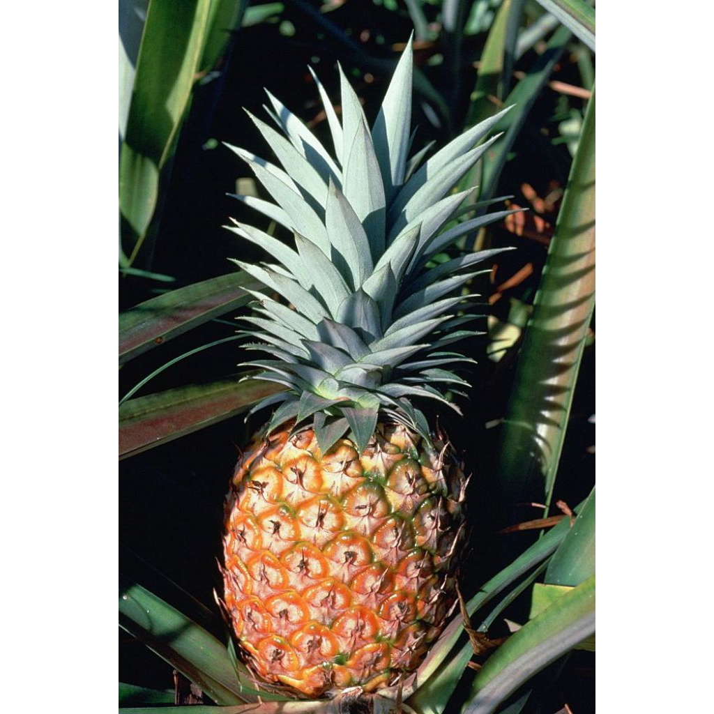 benih nanas madu 1 biji benih nanas madu