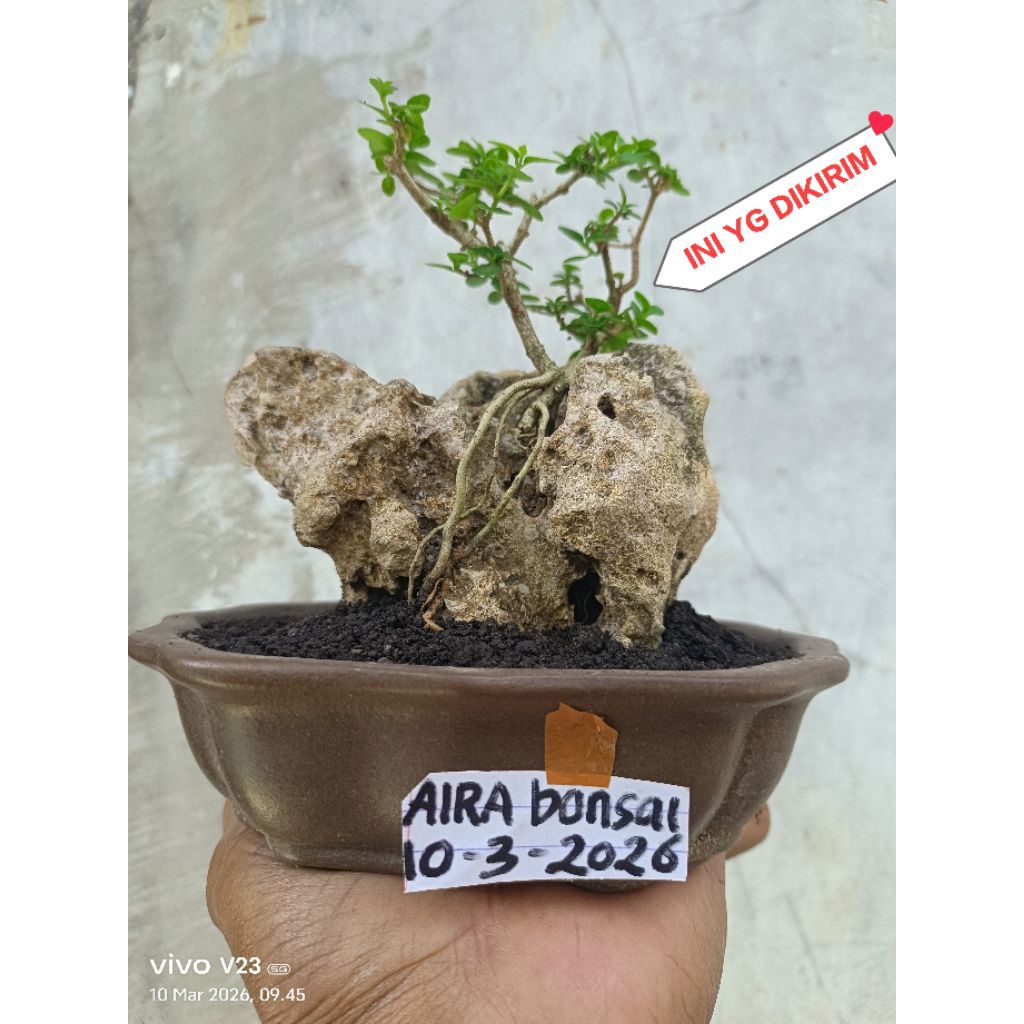 bonsai sancang on the rock