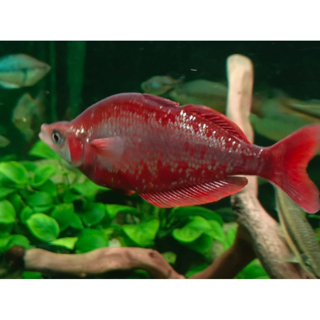 ikan rainbow red 10-12cm