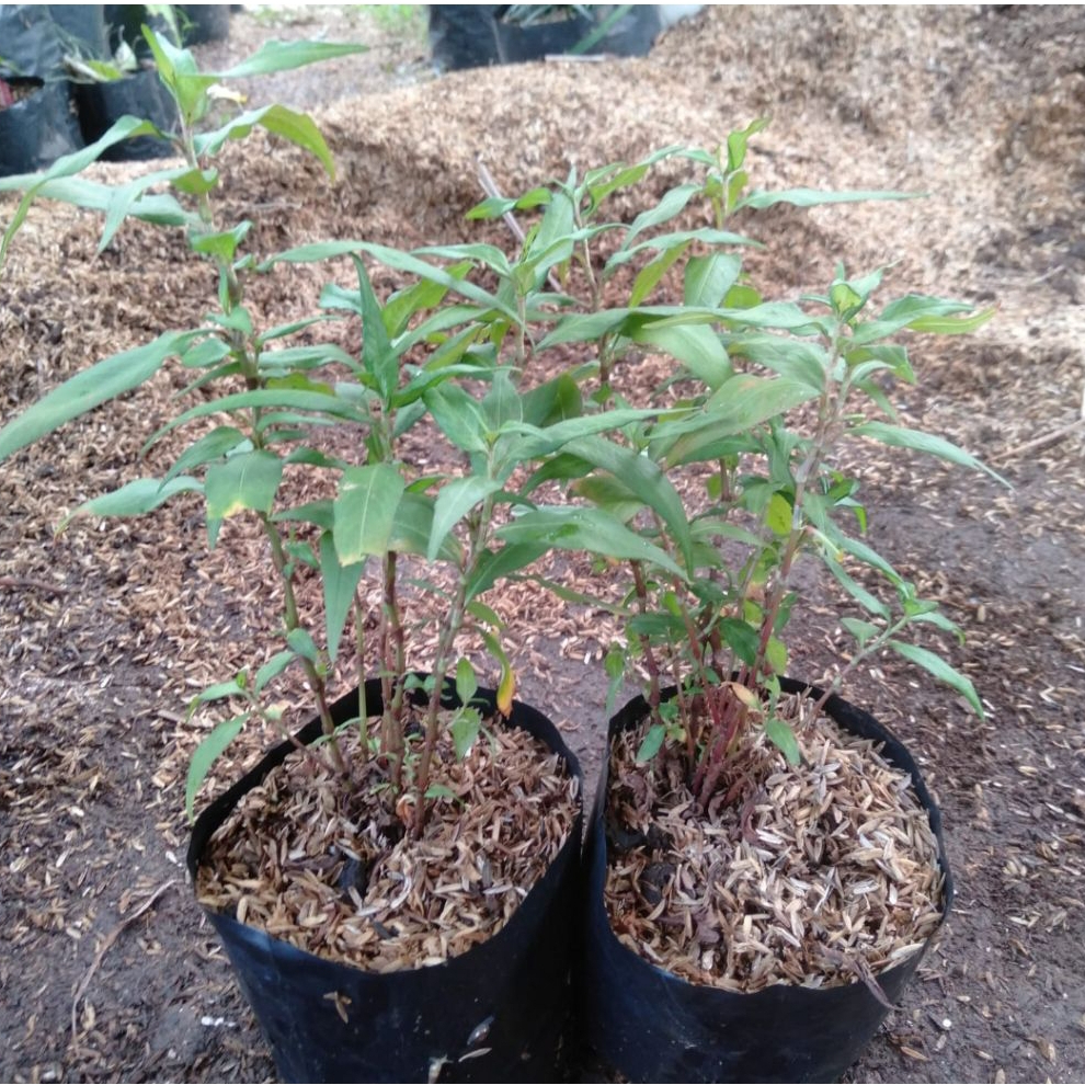 Bibit Tanaman Vietnam Laksa Kesum - Daun Wangi, Siap Tanam