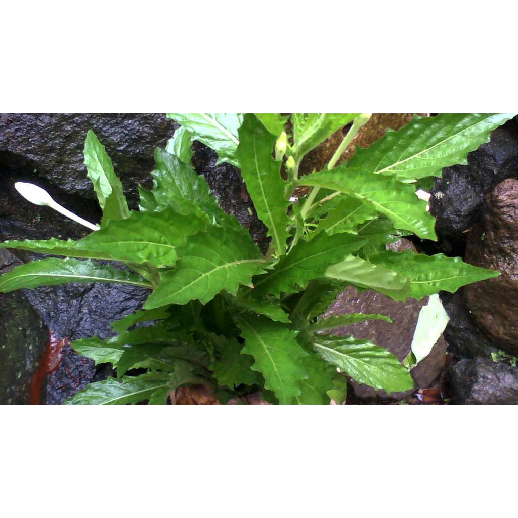 PESANAN KHUSUS COD DI ETALASE