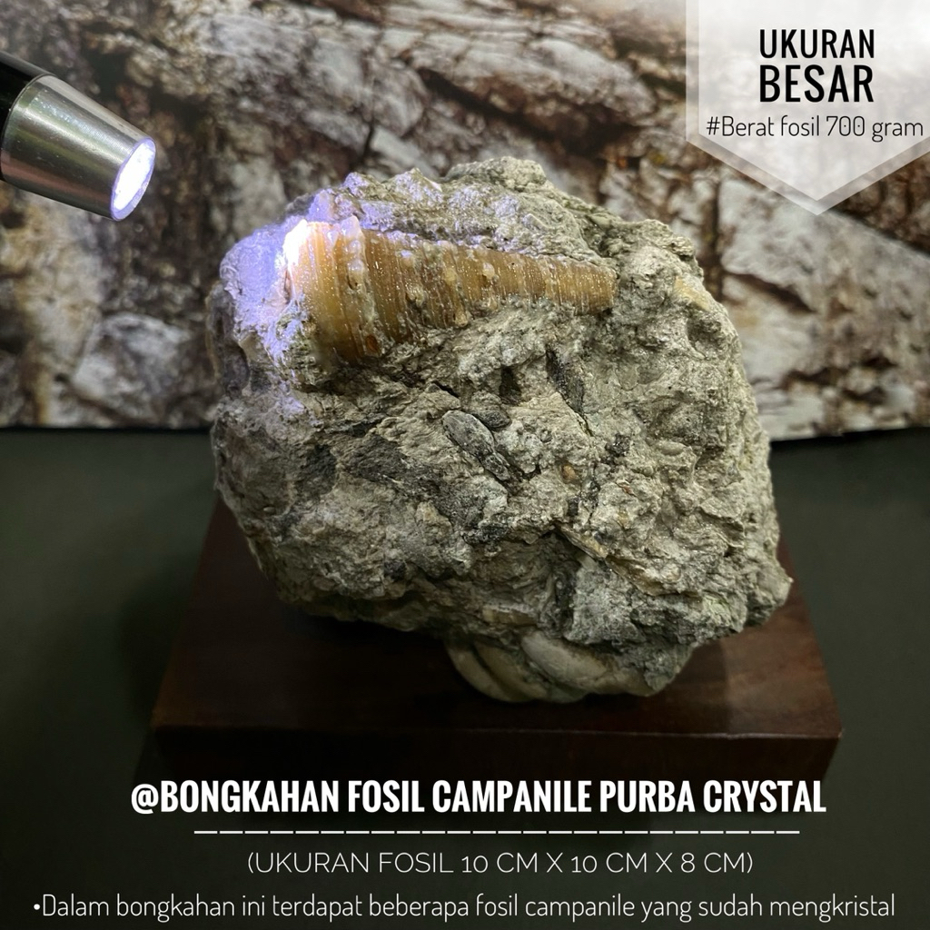 Bongkahan Fosil Campanile Purba Crystal B95 atau Fossil Keong  Ulir tanduk atau Fosil Turritella Kri
