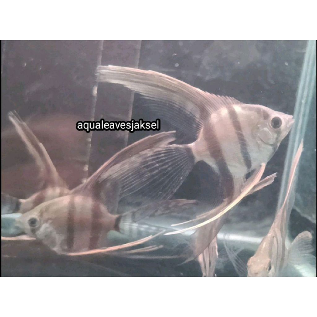 ikan manfish altum slayer