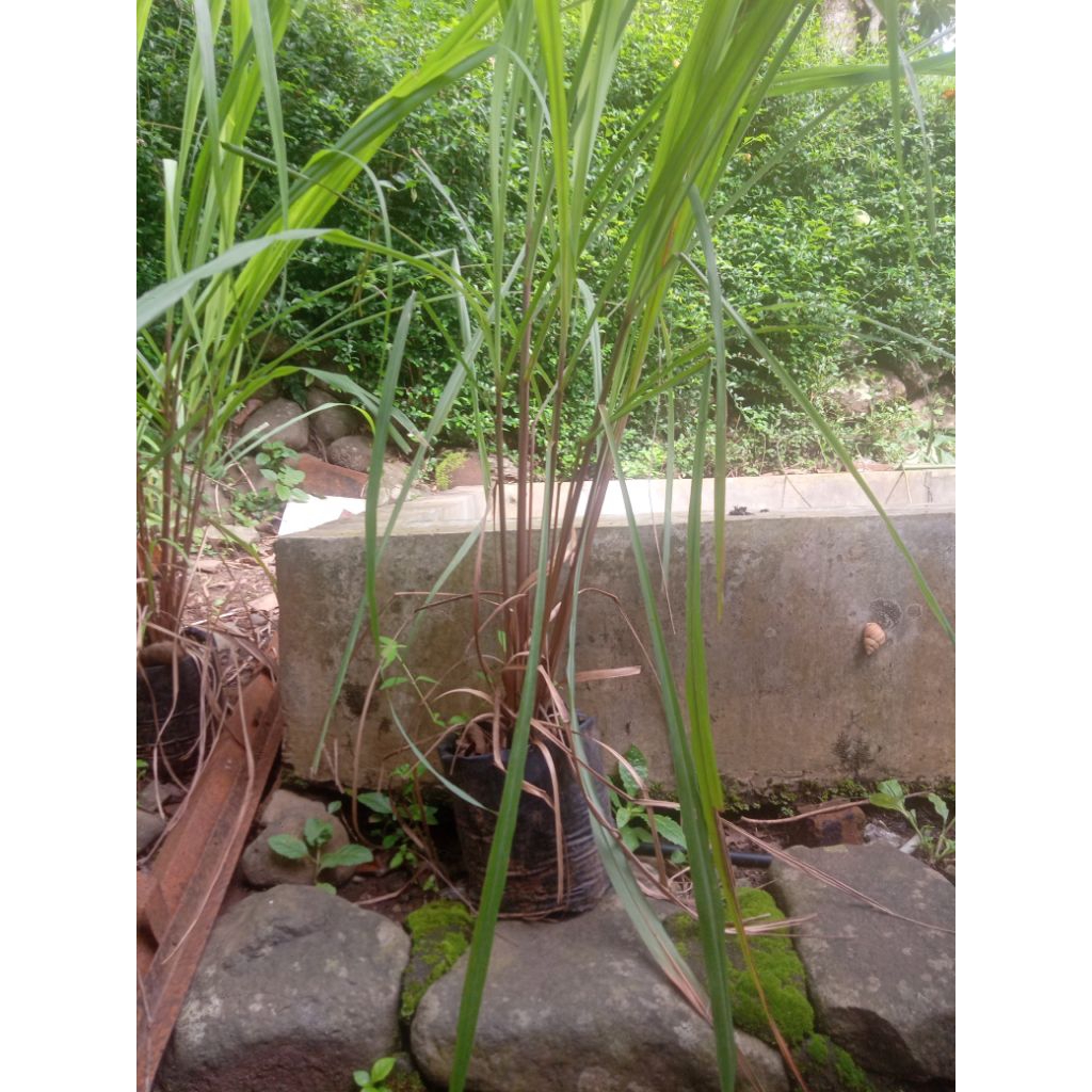 sereh Wulung sereh wangi sereh ungu