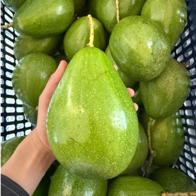 BUAH ALPUKAT ALIGATOR JUMBO 1KG ISI 3-5