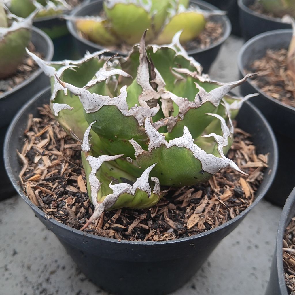 Agave Titanota Solar Esclips